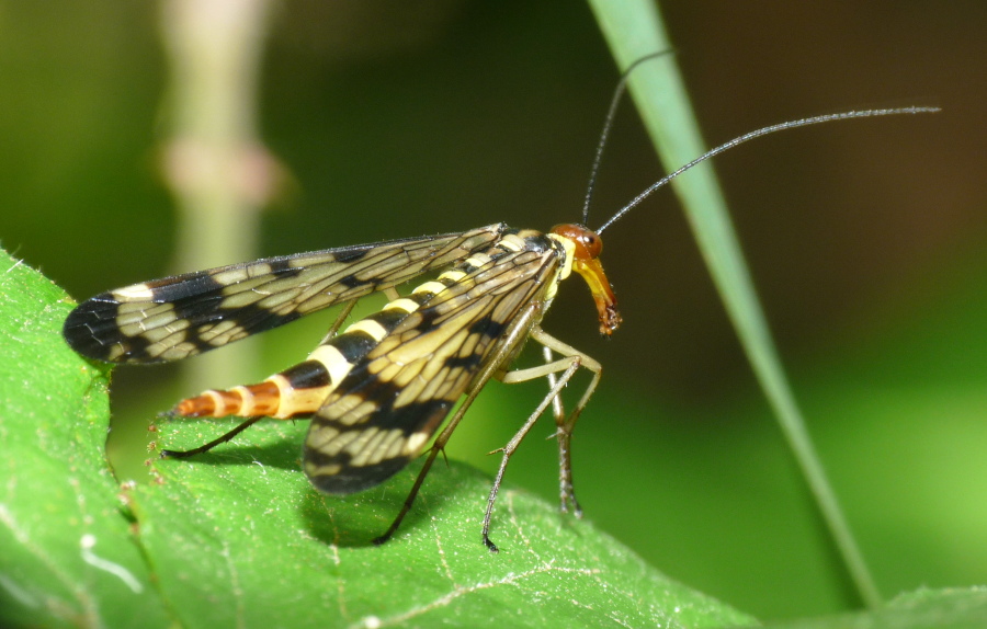 Mecoptera da determinare - Panorpa gr. cognata (femmina)